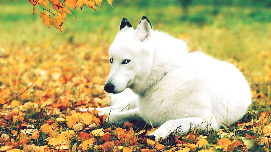 128 Animals Enjoying The Magic Of Autumn