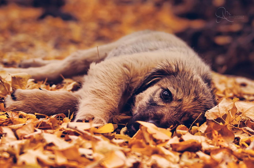 128 Animals Enjoying The Magic Of Autumn
