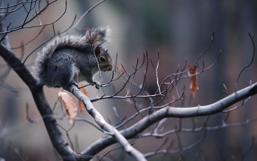 128 Animals Enjoying The Magic Of Autumn