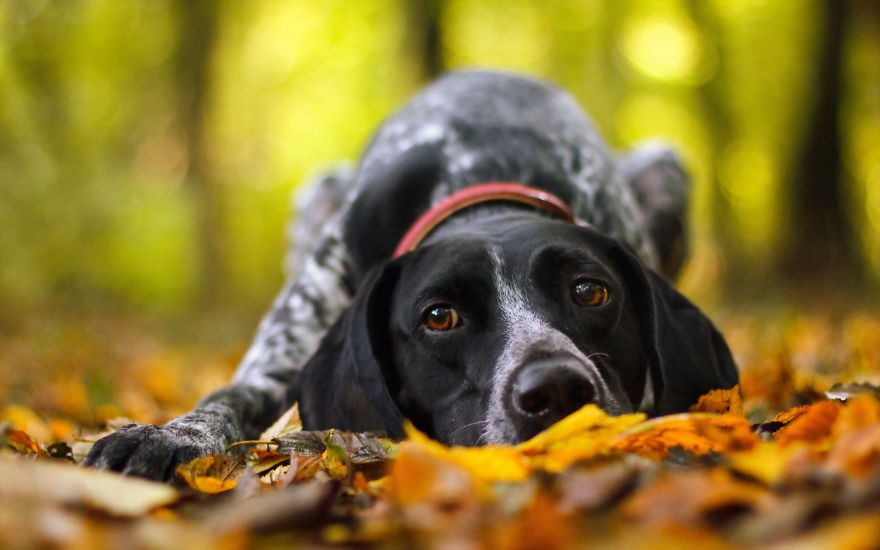 128 Animals Enjoying The Magic Of Autumn