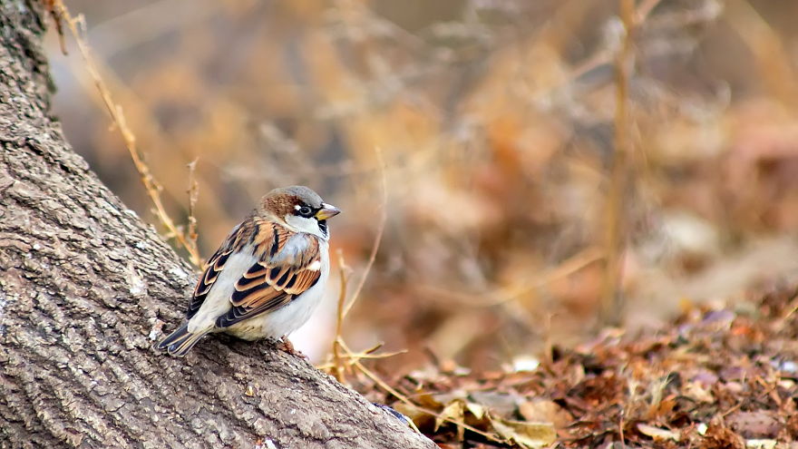 128 Animals Enjoying The Magic Of Autumn