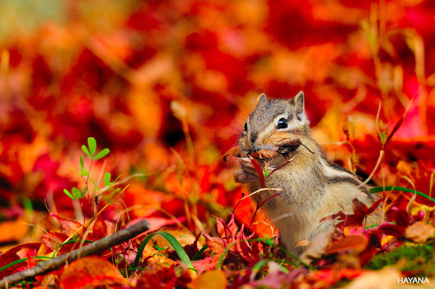 128 Animals Enjoying The Magic Of Autumn