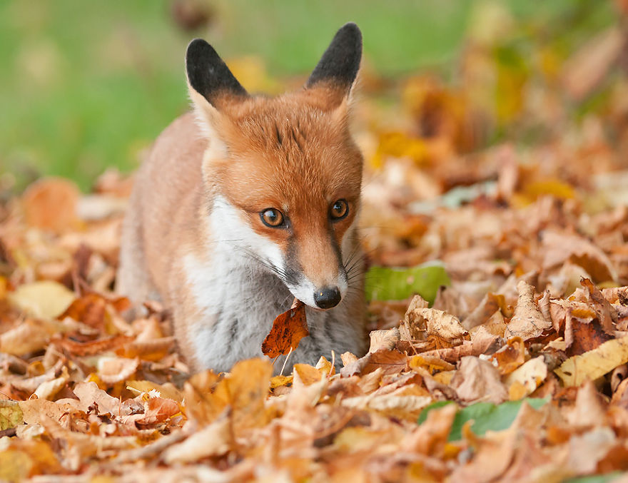 128 Animals Enjoying The Magic Of Autumn