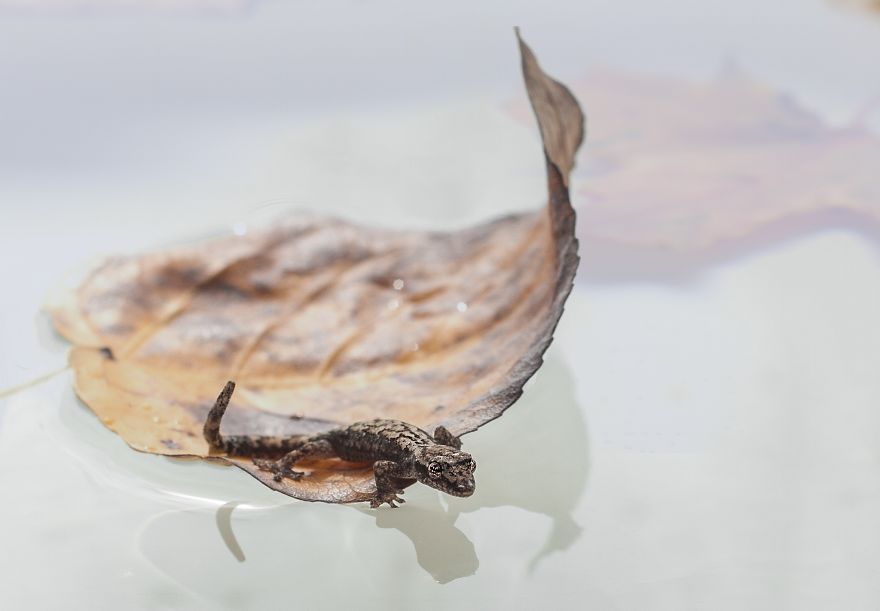 128 Animals Enjoying The Magic Of Autumn