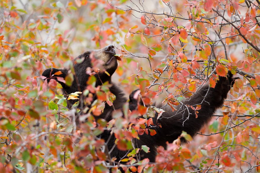 128 Animals Enjoying The Magic Of Autumn