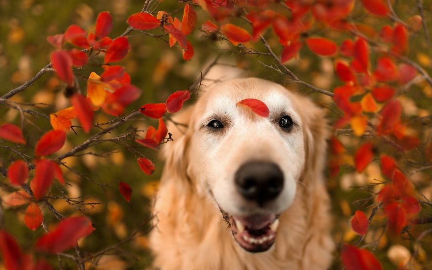 128 Animals Enjoying The Magic Of Autumn