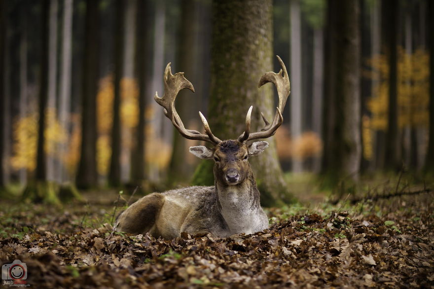 128 Animals Enjoying The Magic Of Autumn