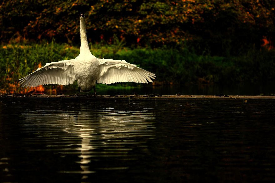 128 Animals Enjoying The Magic Of Autumn