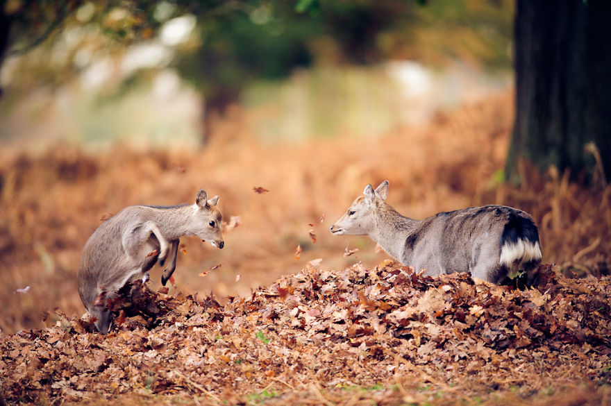 128 Animals Enjoying The Magic Of Autumn