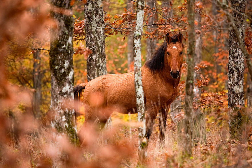 128 Animals Enjoying The Magic Of Autumn