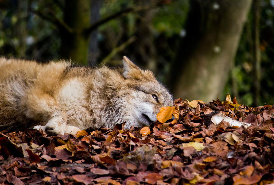 128 Animals Enjoying The Magic Of Autumn