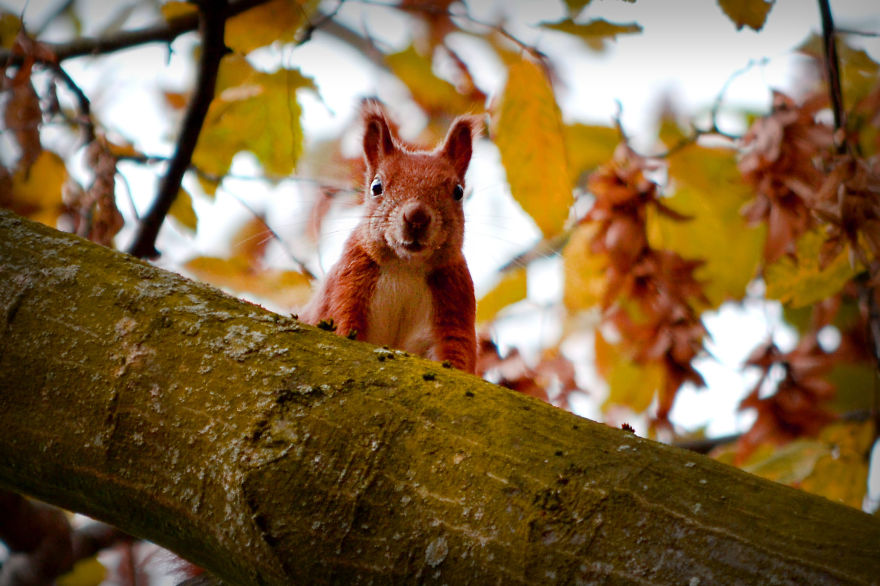 128 Animals Enjoying The Magic Of Autumn