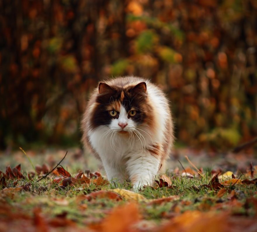 128 Animals Enjoying The Magic Of Autumn