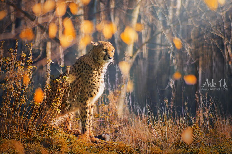128 Animals Enjoying The Magic Of Autumn