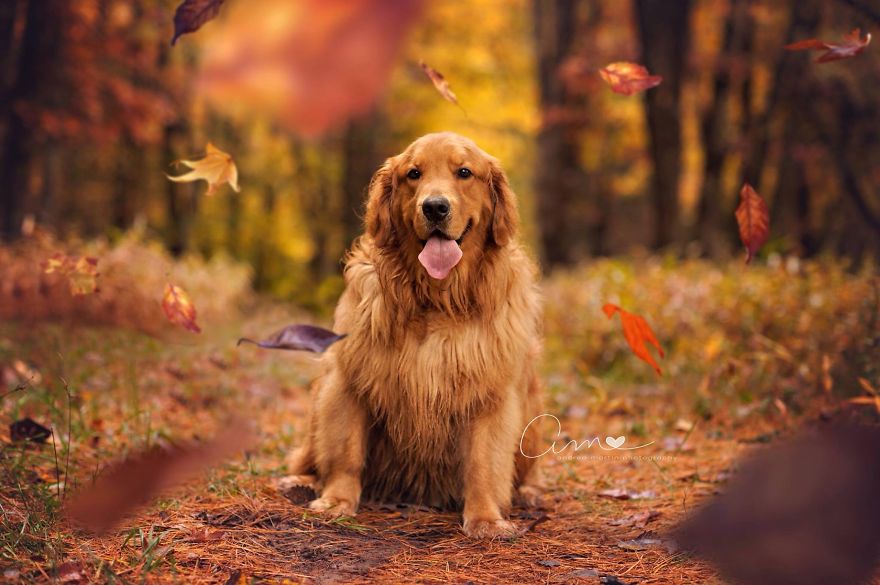 128 Animals Enjoying The Magic Of Autumn