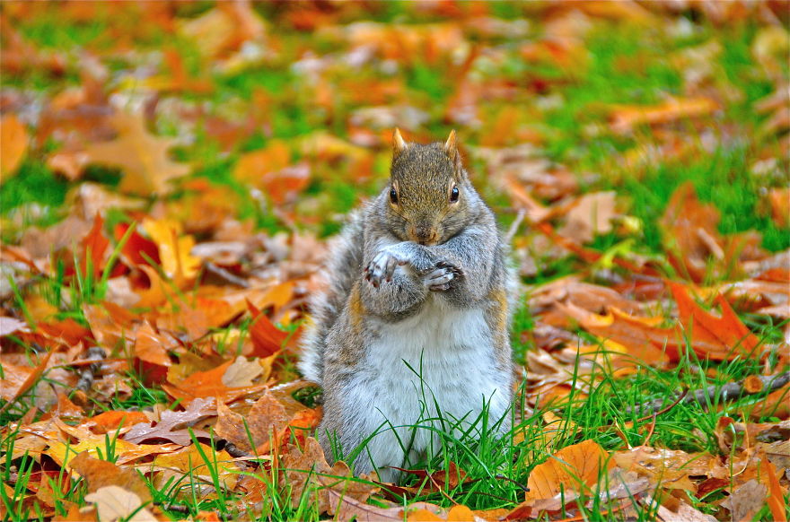 128 Animals Enjoying The Magic Of Autumn