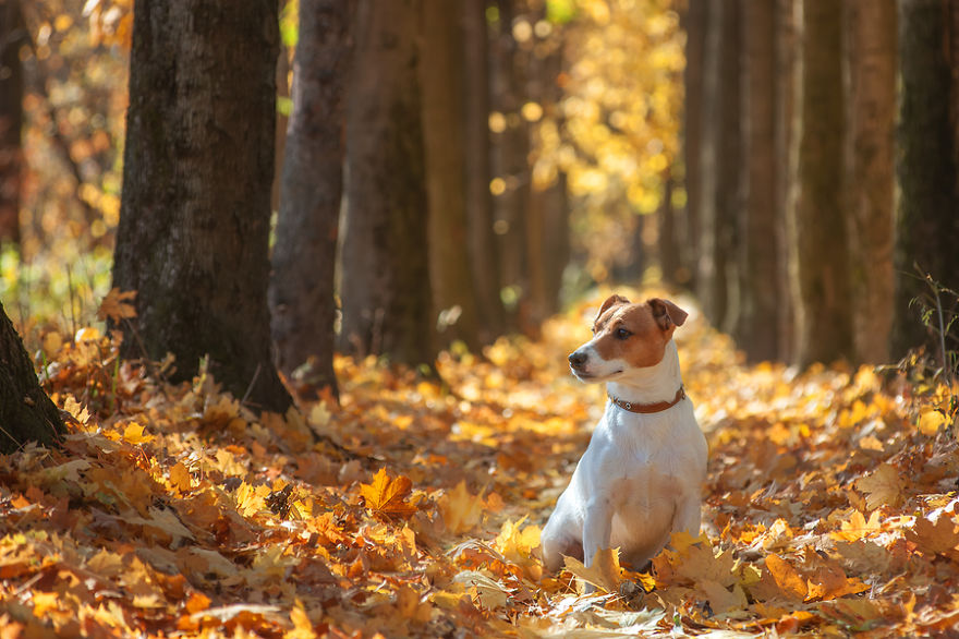 128 Animals Enjoying The Magic Of Autumn