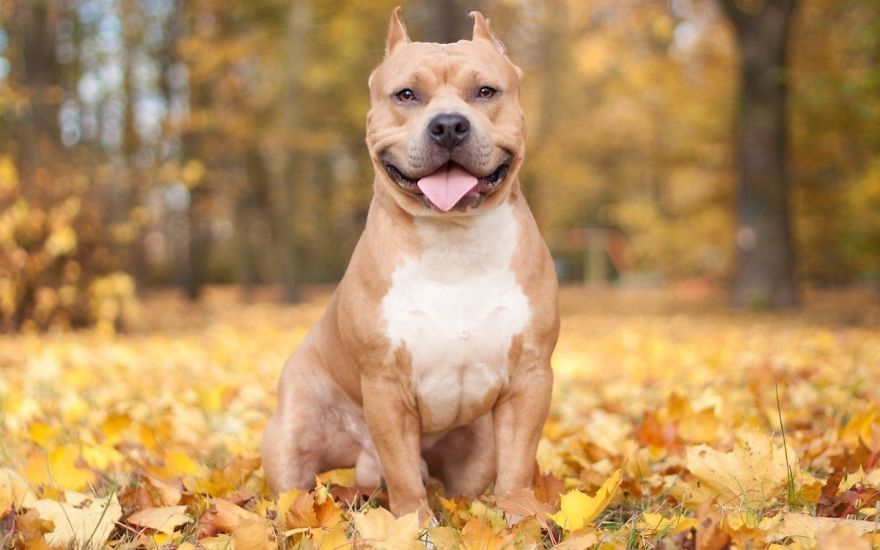 128 Animals Enjoying The Magic Of Autumn