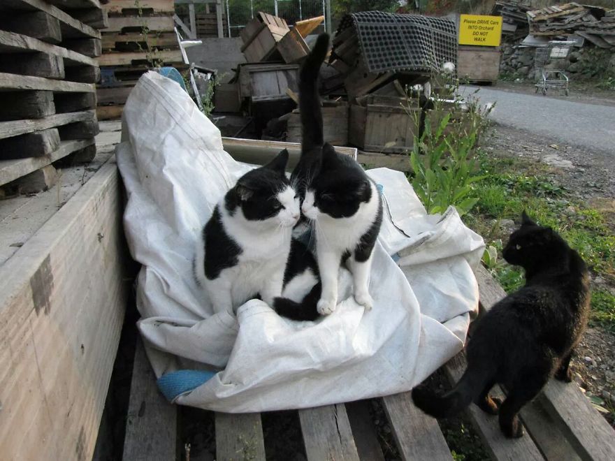 128 Animals Enjoying The Magic Of Autumn