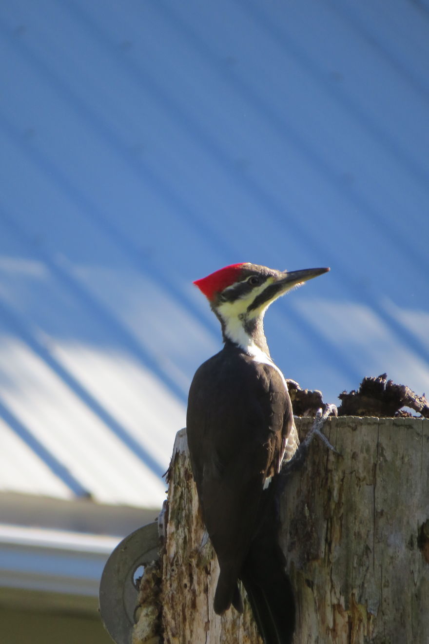 128 Animals Enjoying The Magic Of Autumn