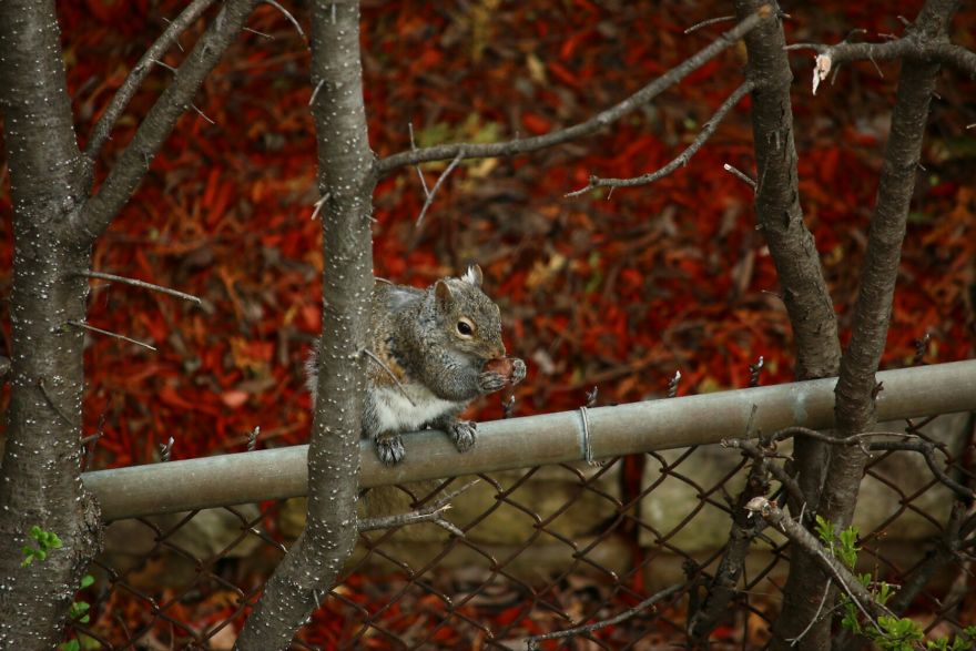 128 Animals Enjoying The Magic Of Autumn