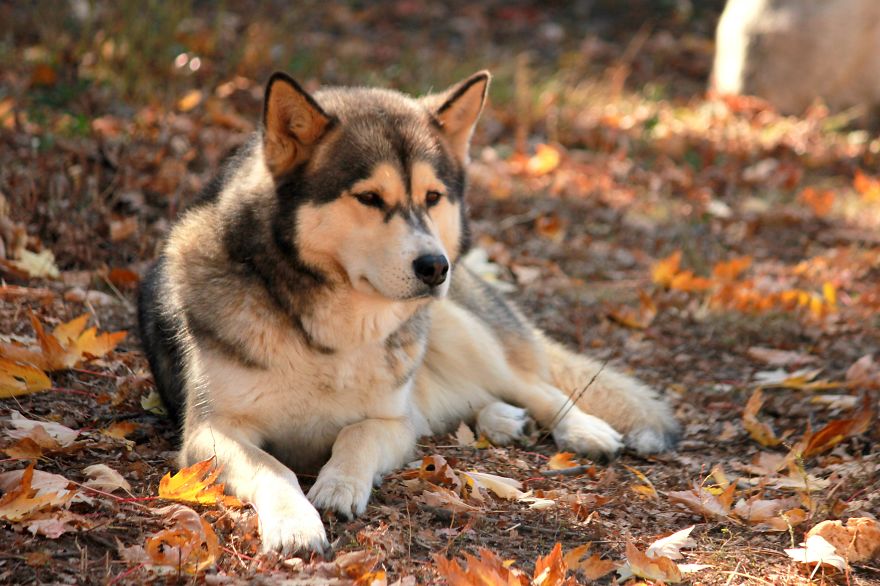 128 Animals Enjoying The Magic Of Autumn