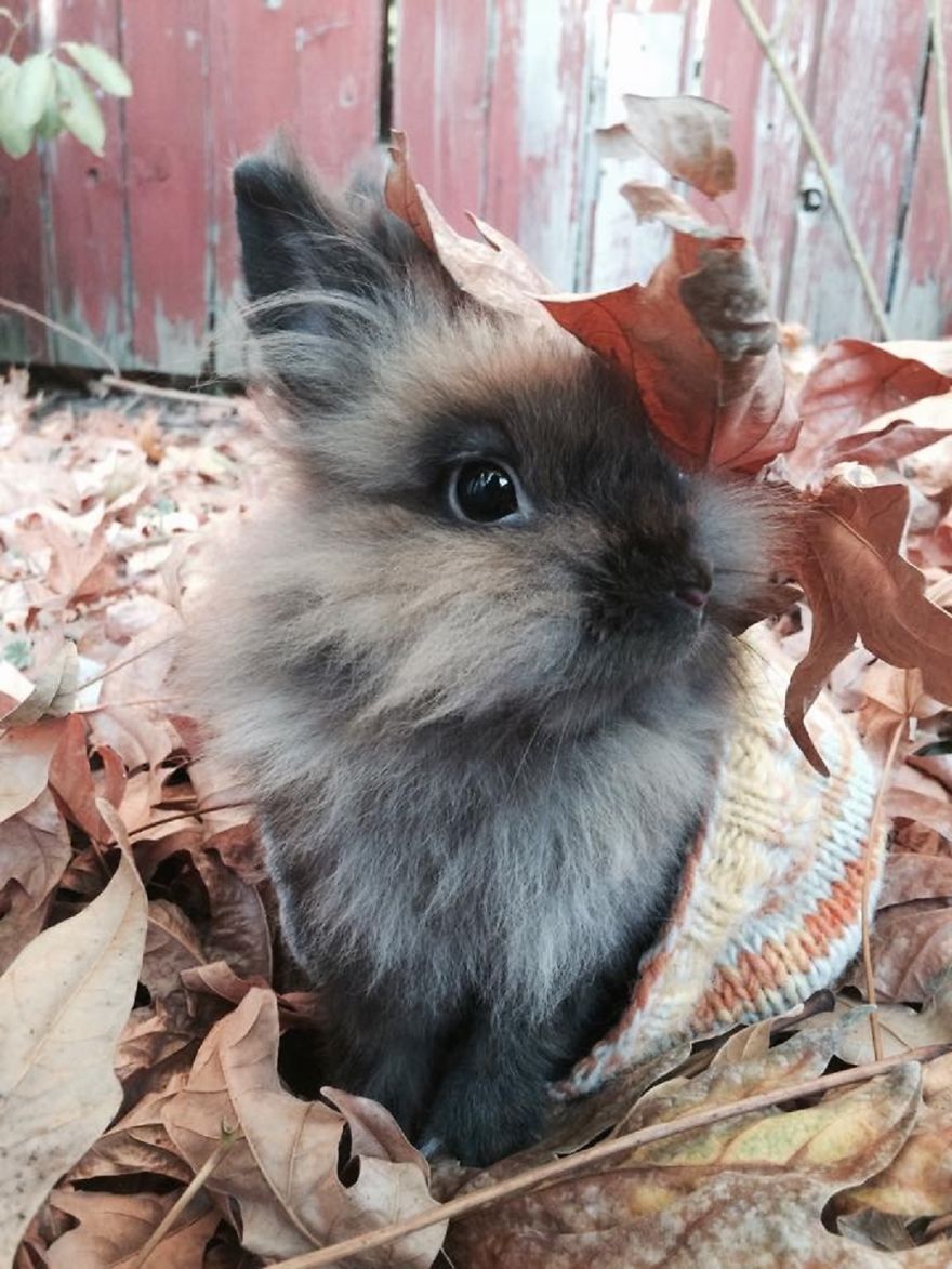 128 Animals Enjoying The Magic Of Autumn