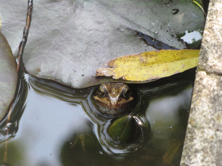 128 Animals Enjoying The Magic Of Autumn