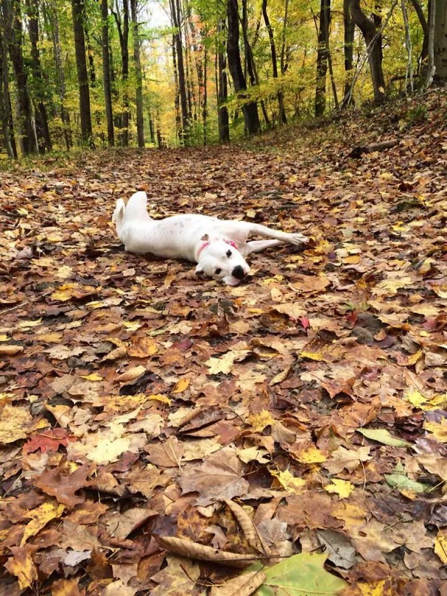 128 Animals Enjoying The Magic Of Autumn