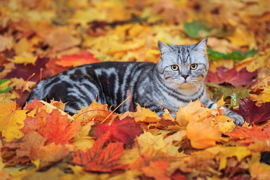 128 Animals Enjoying The Magic Of Autumn