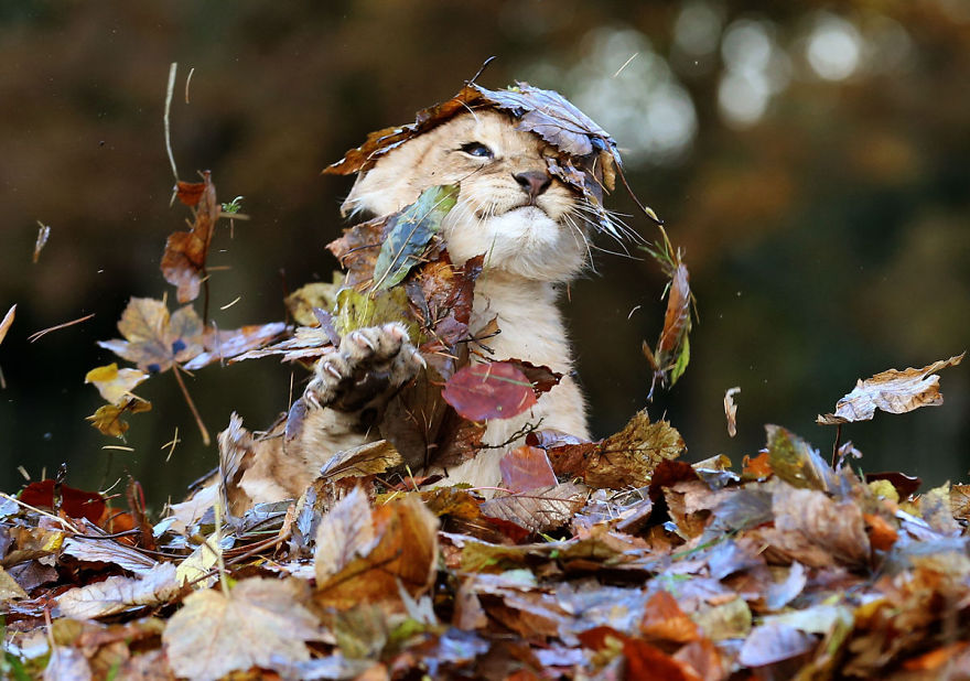 128 Animals Enjoying The Magic Of Autumn
