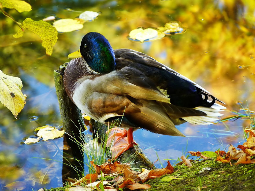 128 Animals Enjoying The Magic Of Autumn
