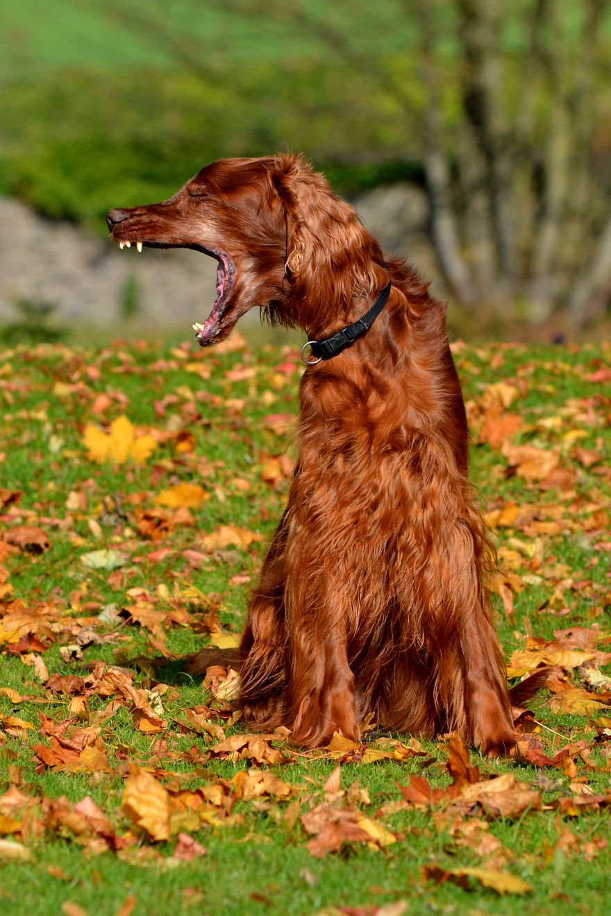 128 Animals Enjoying The Magic Of Autumn