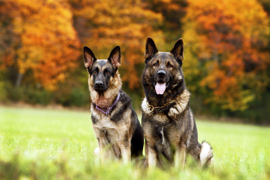 128 Animals Enjoying The Magic Of Autumn