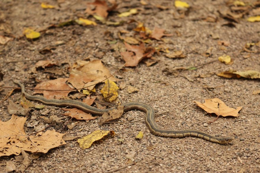 128 Animals Enjoying The Magic Of Autumn