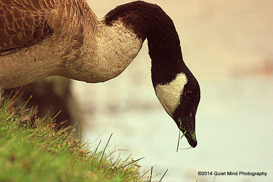 128 Animals Enjoying The Magic Of Autumn
