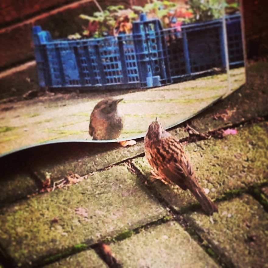 128 Animals Enjoying The Magic Of Autumn