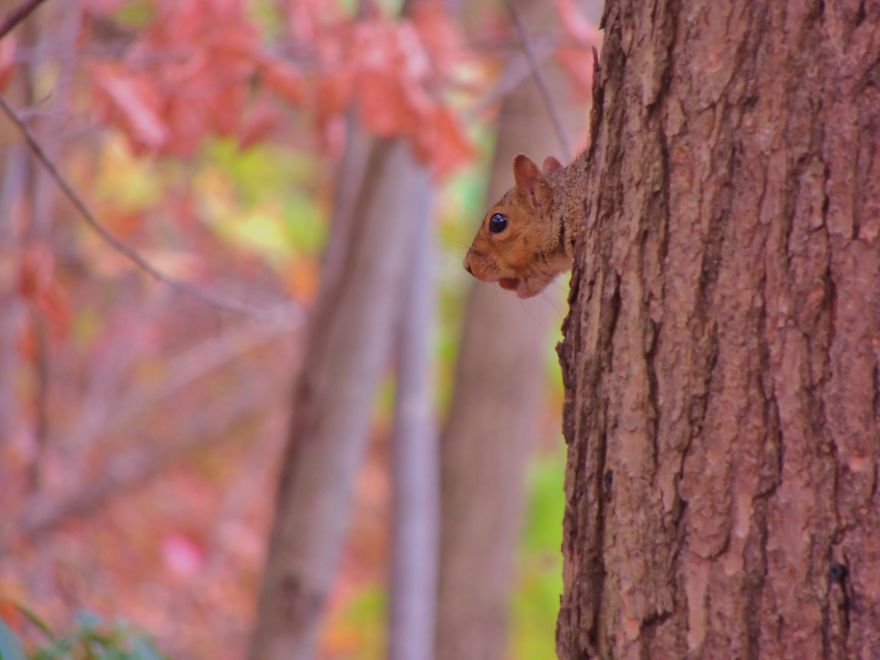 128 Animals Enjoying The Magic Of Autumn