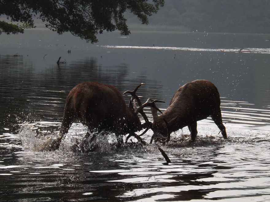 128 Animals Enjoying The Magic Of Autumn