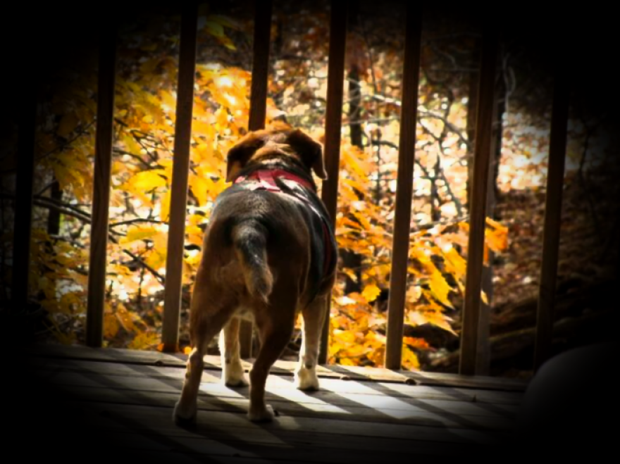 128 Animals Enjoying The Magic Of Autumn