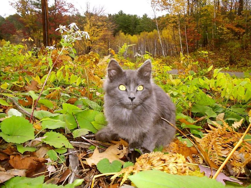 128 Animals Enjoying The Magic Of Autumn