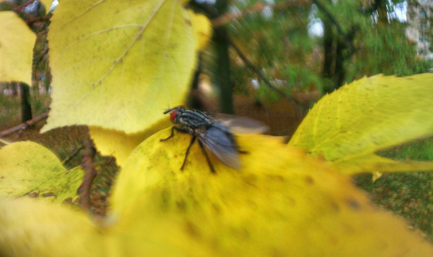 128 Animals Enjoying The Magic Of Autumn