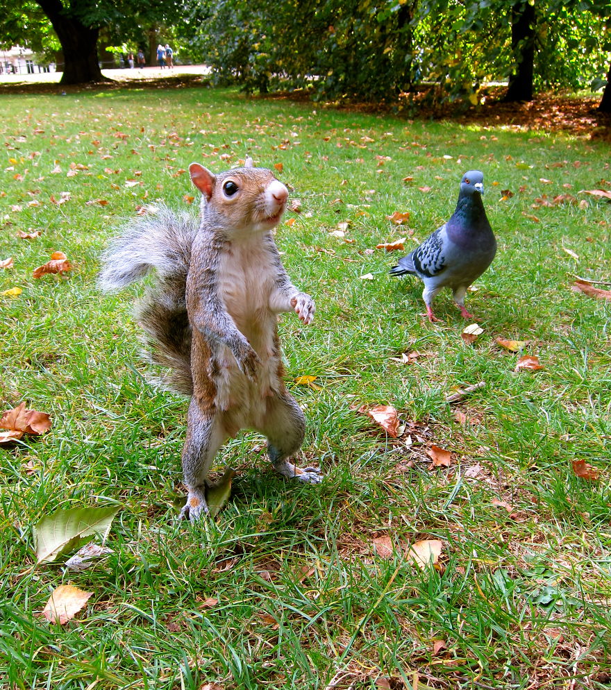 128 Animals Enjoying The Magic Of Autumn