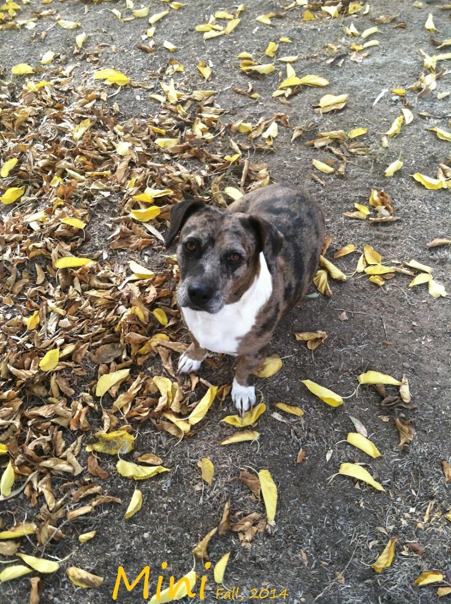 128 Animals Enjoying The Magic Of Autumn