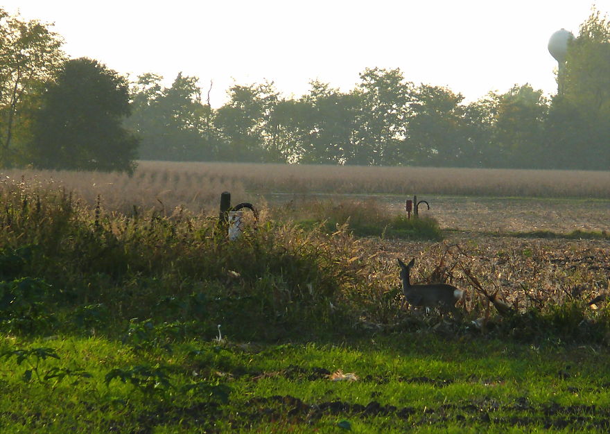 128 Animals Enjoying The Magic Of Autumn
