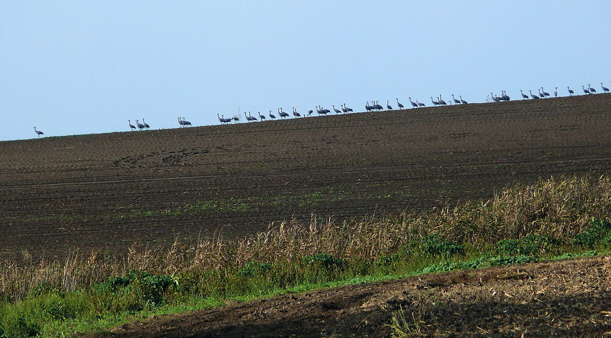 128 Animals Enjoying The Magic Of Autumn
