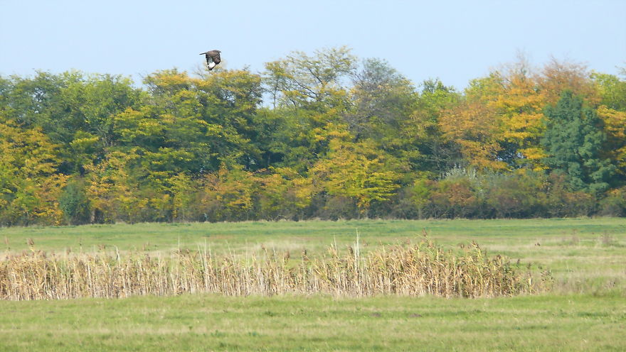 128 Animals Enjoying The Magic Of Autumn