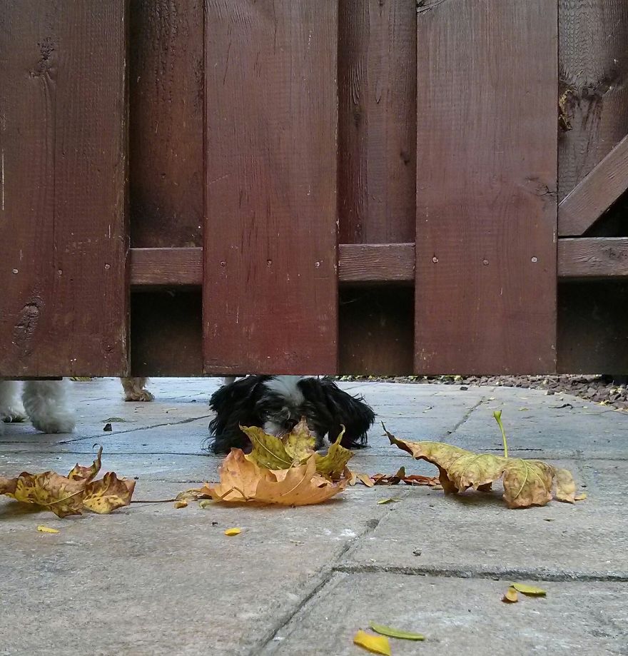 128 Animals Enjoying The Magic Of Autumn