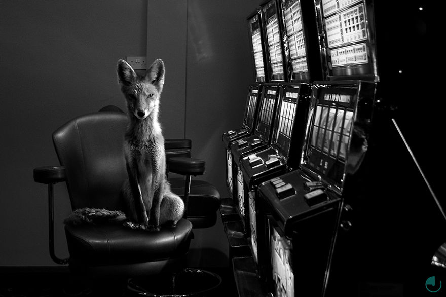 Striking Photographs Of Wild Animals In Urban Locations