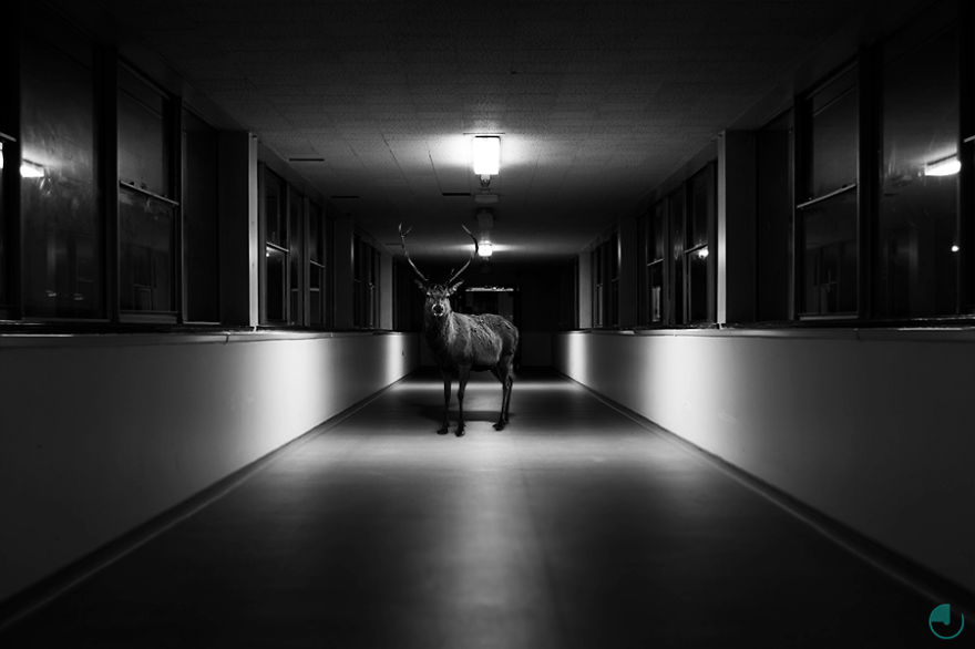 Striking Photographs Of Wild Animals In Urban Locations